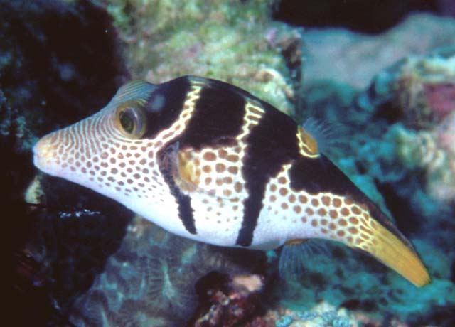  Canthigaster valentini (Valentin’s Sharpnose Puffer)